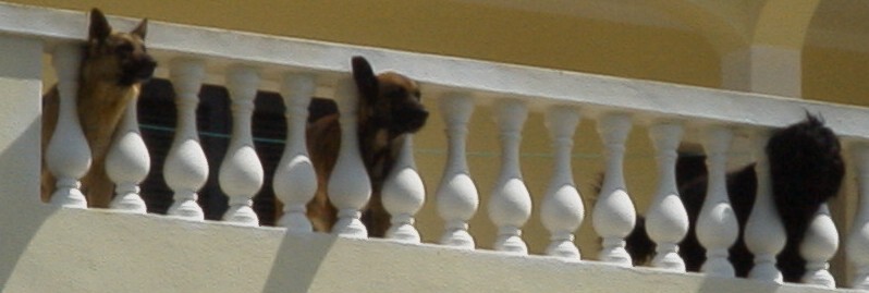 2004-04-15-058-Doggies