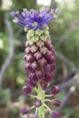 2004-04-15-059-Muscari