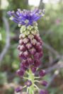 2004-04-15-060-Muscari
