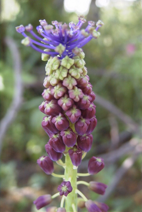 2004-04-15-060-Muscari