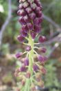 2004-04-15-061-Muscari