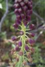 2004-04-15-062-Muscari