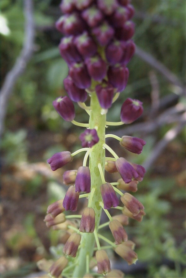 2004-04-15-062-Muscari