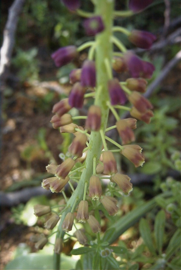 2004-04-15-063-Muscari