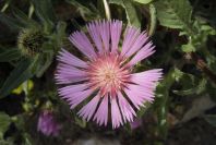 2004-04-15-064-Thistle-soft