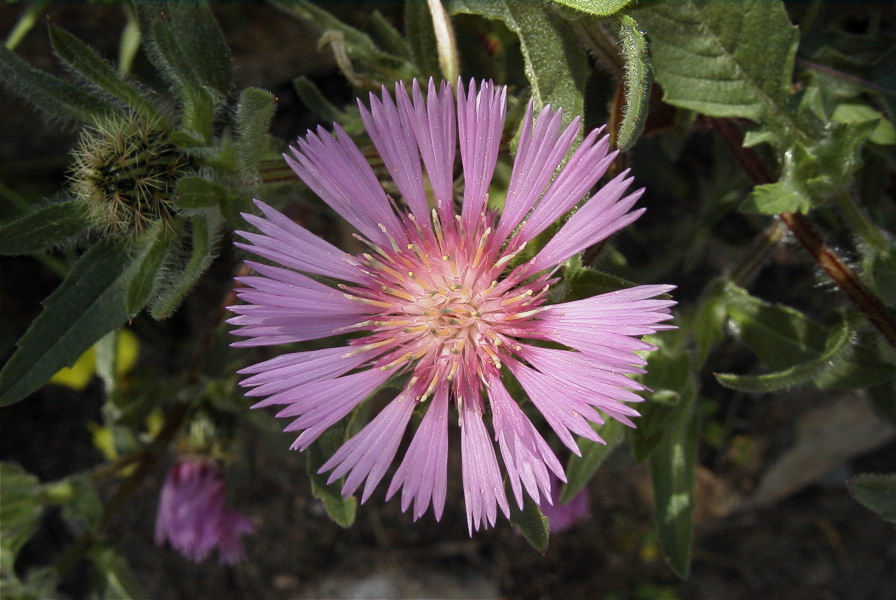 2004-04-15-064-Thistle-soft