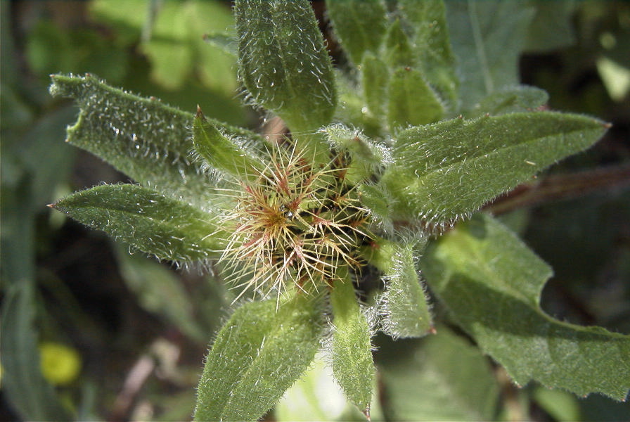 2004-04-15-065-Thistle-soft