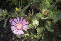 2004-04-15-066-Thistle-soft