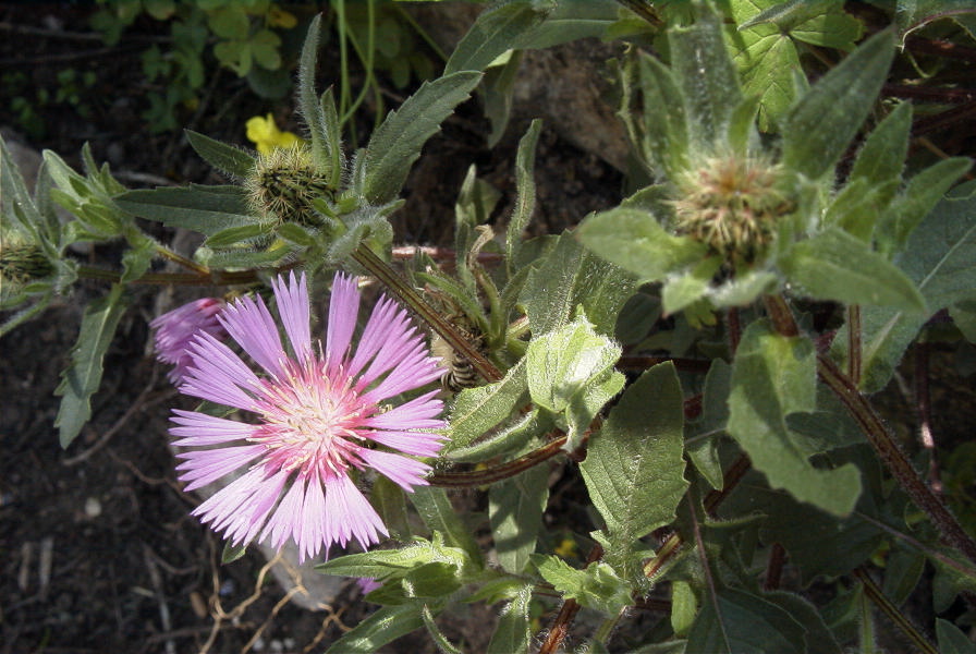 2004-04-15-066-Thistle-soft
