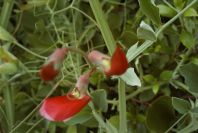 2004-04-15-069-Pea