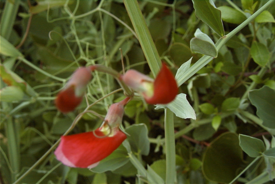 2004-04-15-069-Pea