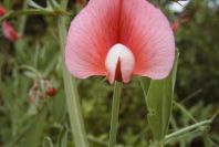 2004-04-15-070-Pea
