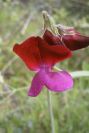 2004-04-15-072-Pea
