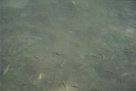 2004-04-16-003-Tavira-fish