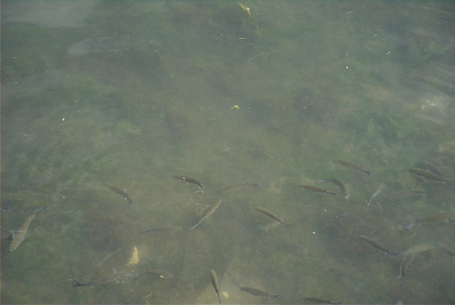 2004-04-16-003-Tavira-fish