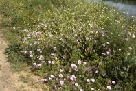 2004-04-16-004-Convolvulus
