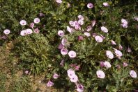 2004-04-16-005-Convolvulus