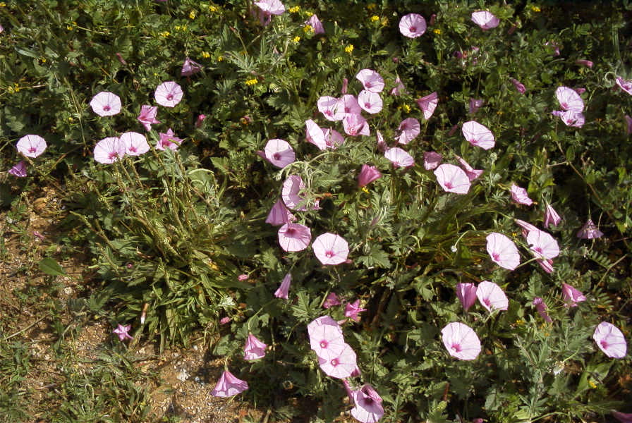 2004-04-16-005-Convolvulus