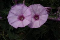 2004-04-16-006-Convolvulus