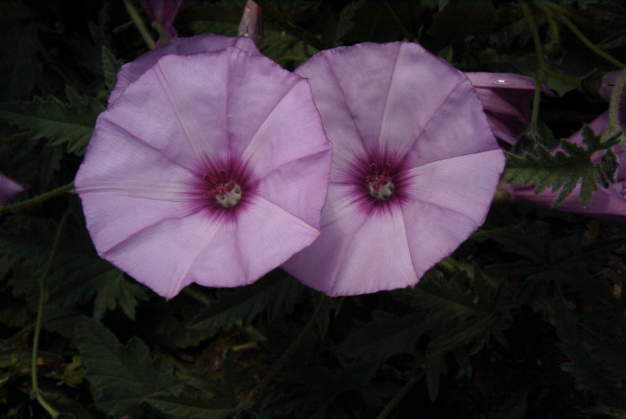 2004-04-16-006-Convolvulus