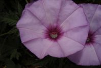 2004-04-16-007-Convolvulus