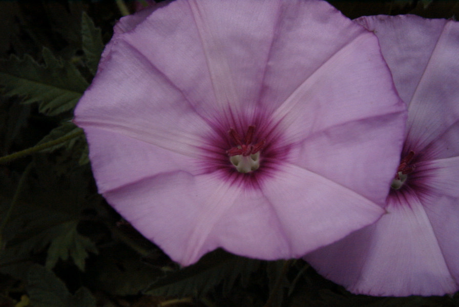2004-04-16-007-Convolvulus