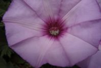 2004-04-16-008-Convolvulus