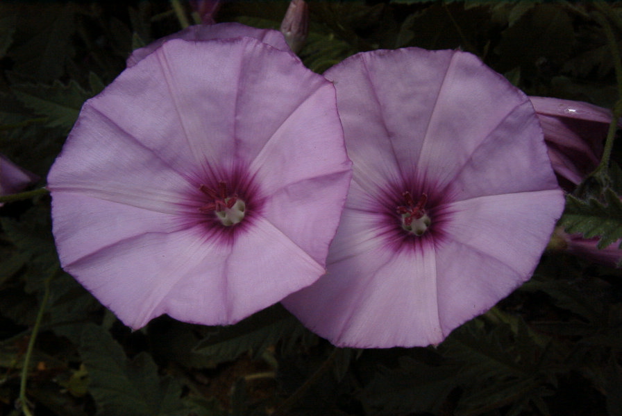 2004-04-16-009-Convolvulus