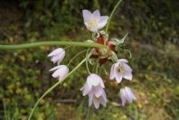 2004-04-16-013-Allium
