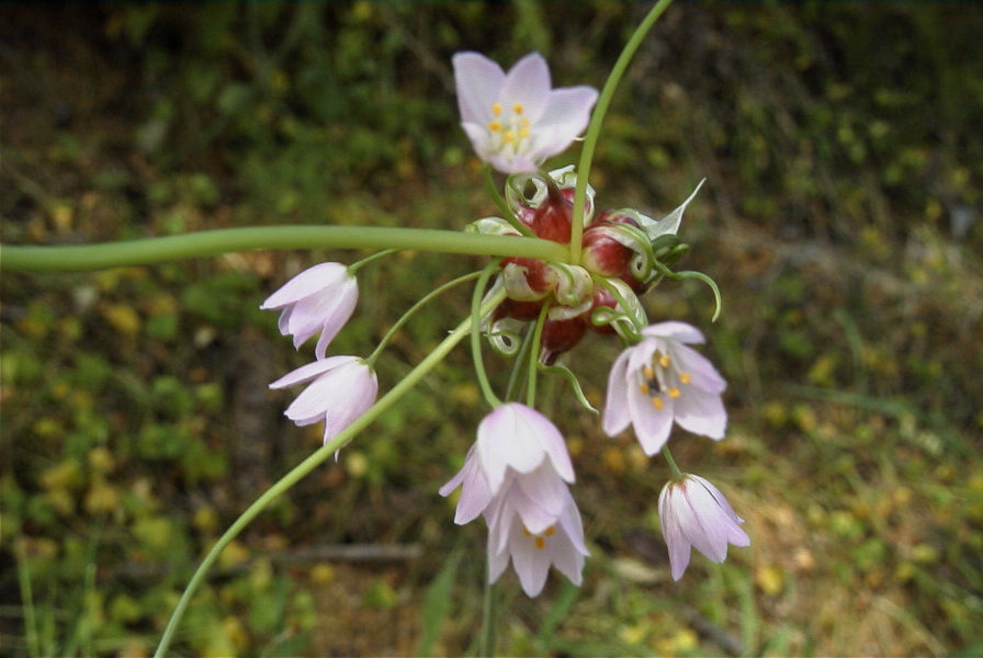 2004-04-16-013-Allium