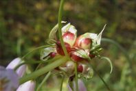 2004-04-16-014-Allium