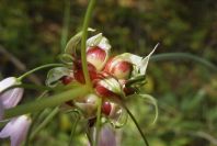 2004-04-16-015-Allium