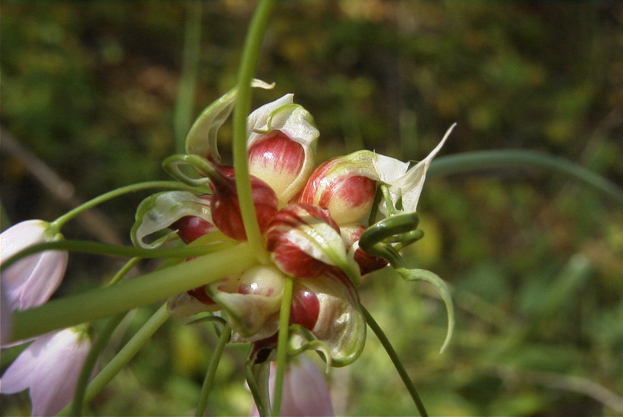 2004-04-16-015-Allium