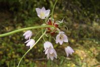 2004-04-16-016-Allium