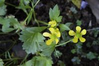 2004-04-16-017-Ranunculus