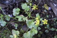 2004-04-16-018-Ranunculus-leaves