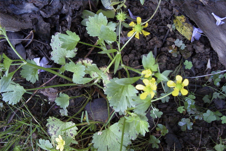 2004-04-16-018-Ranunculus-leaves