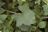 2004-04-16-022-Bryony-leaves