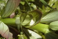 2004-04-16-025-Acanthus