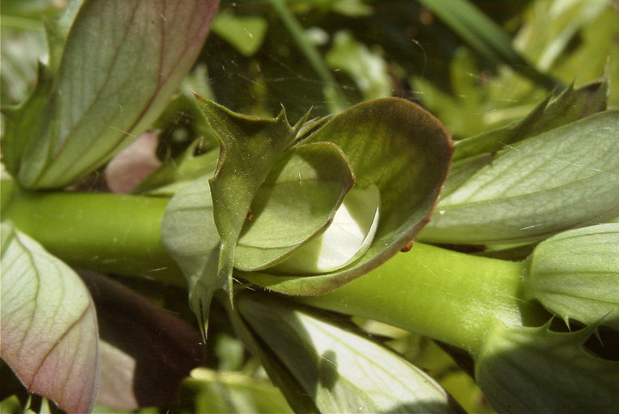 2004-04-16-025-Acanthus