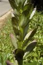 2004-04-16-027-Acanthus