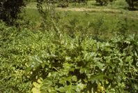 2004-04-16-028-Acanthus