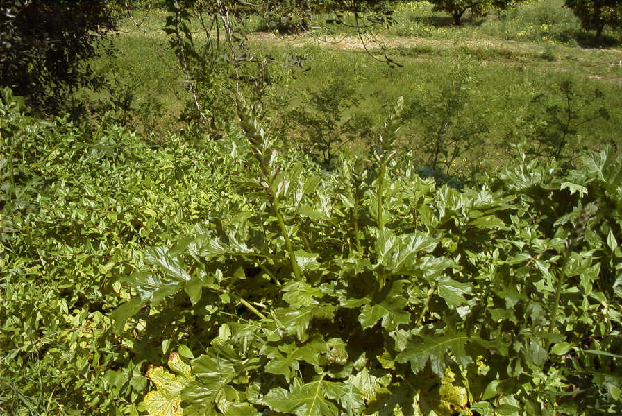 2004-04-16-028-Acanthus