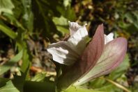 2004-04-16-029-Acanthus