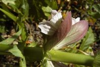 2004-04-16-030-Acanthus
