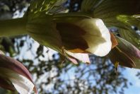 2004-04-16-031-Acanthus