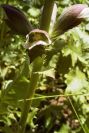2004-04-16-032-Acanthus
