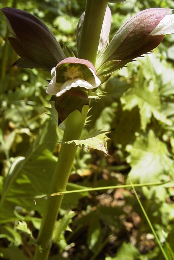 2004-04-16-032-Acanthus
