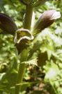 2004-04-16-033-Acanthus