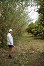 2004-04-16-038-Bamboo